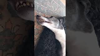 HAPPY TEEFS! #greyhound #dogsofyoutube #dogsitter #dogcare