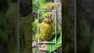 طائر الكاكابو..(kakapo bird)..المهدد بالانقراض