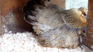 Broody Goldtop hen with Sebright chicks. by followhounds 3,068 views 12 years ago 1 minute, 37 seconds