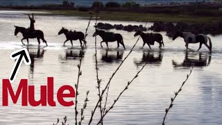 Jake Clark Mule Days 2020 Big Time Hip