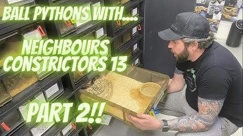 NEIGHBOURS CONSTRICTORS 13/TA EXOTICS PART 2