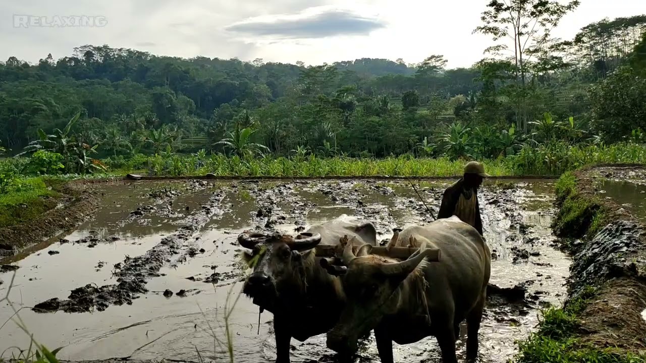 Farm atmosphere Indonesian countryside amidst enchanting nature  | Beautiful Village