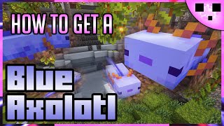 Minecraft Blue Axolotl Summon Command (Java)