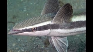Remora couple attacks Turtle  @Fiji 2017