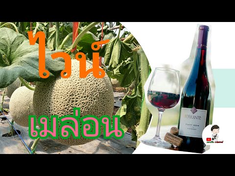 วีดีโอ: วิธีทำไวน์เมลอน