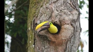 Learn about Toucans!