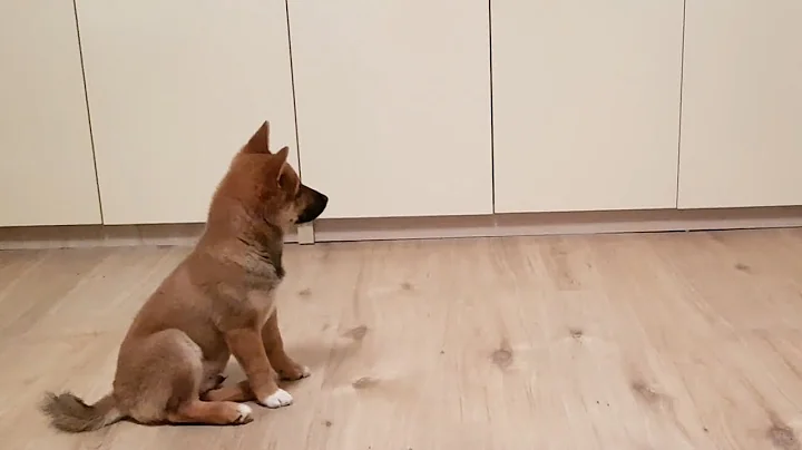 Puppy can't contain his excitement when owner comes home - DayDayNews