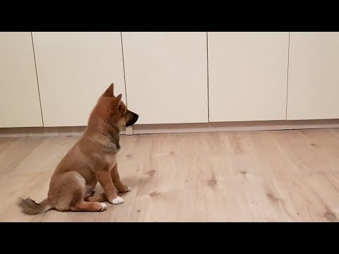 Puppy can't contain his excitement when owner comes home