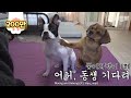 믿기 어렵겠지만 둘 중 한 녀석은 사람이예요ㅣWhich one of the two dogs is the genius?