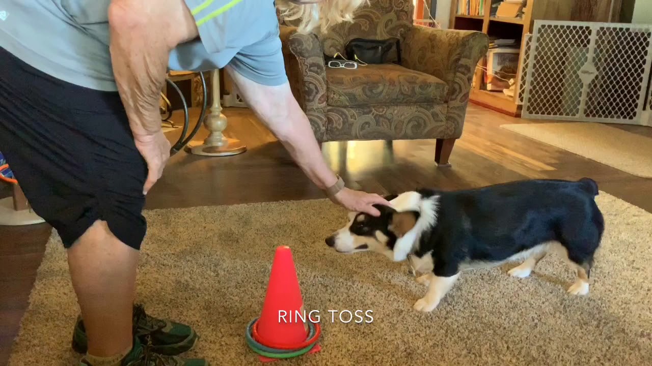 akc-performer-routine-youtube