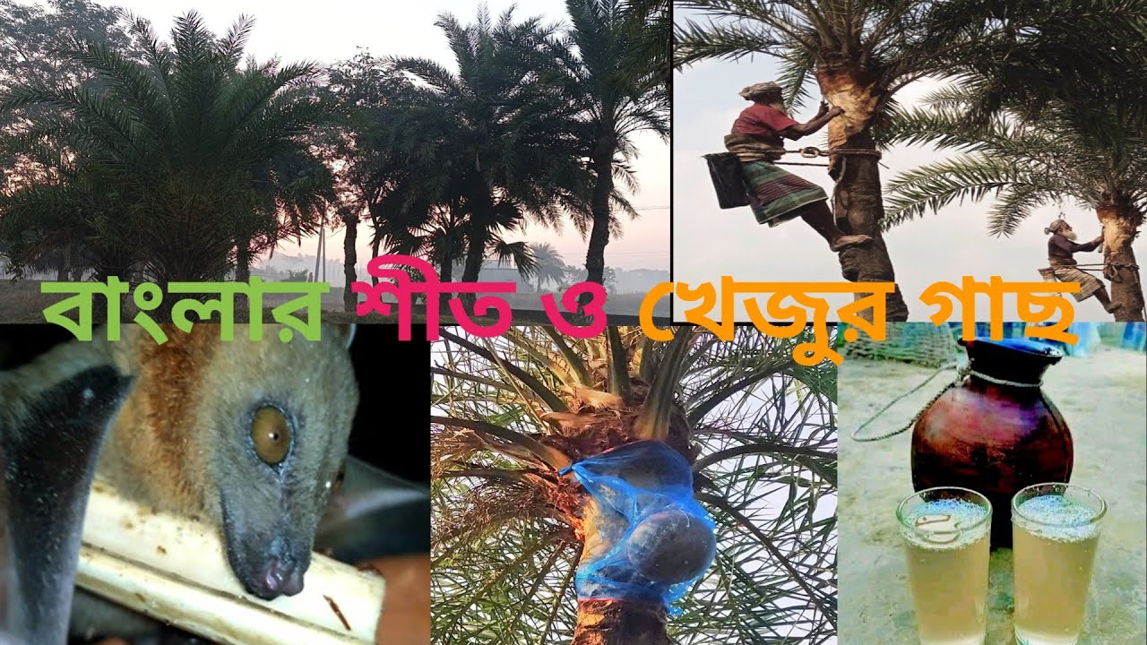বাংলার শীত ও খেজুর গাছ M Golam Nabi 