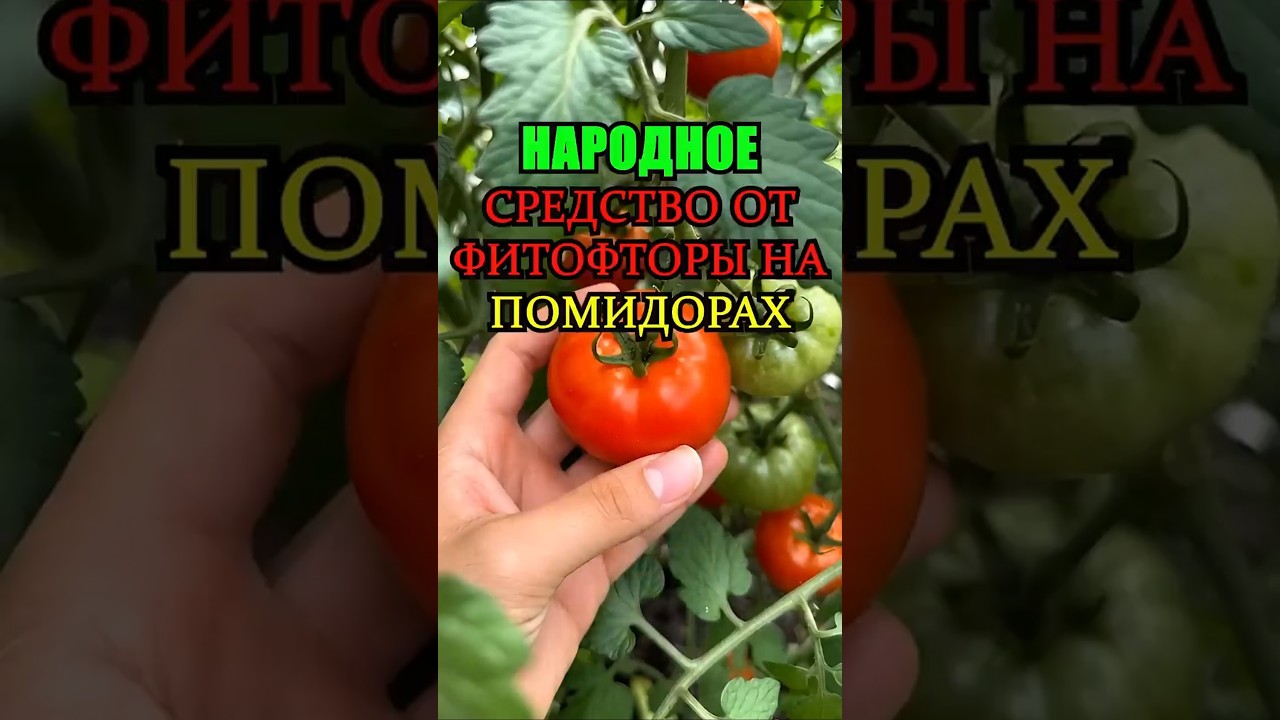 Хватит травить помидоры химией! Есть народное средство от фитофторы.