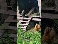 Еще!!!!       # #природа #подпишись #rabbit #деревня #bunny #животные #куры