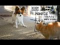 Dog Meets Kitten for the FIRST TIME // Percy the Papillon Dog の動画、YouTube動画。