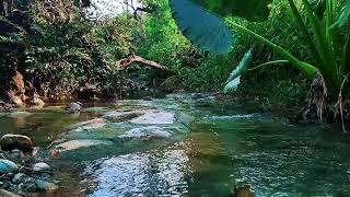 Relax Your Mind and Body with River Sounds and Soft Birds