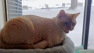 Cat Watching The Snow by Sir Titan The Cat 2,689 views 3 months ago 23 seconds