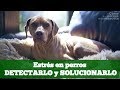 PERRO: Estrés en perros, DETECTARLO y SOLUCIONARLO