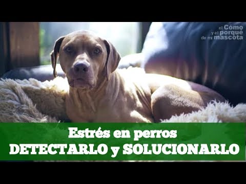 Video: 4 cosas que debes hacer cuando tu perro pastor alemán está estresado