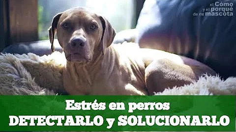 ¿Qué aspecto tiene un perro estresado?