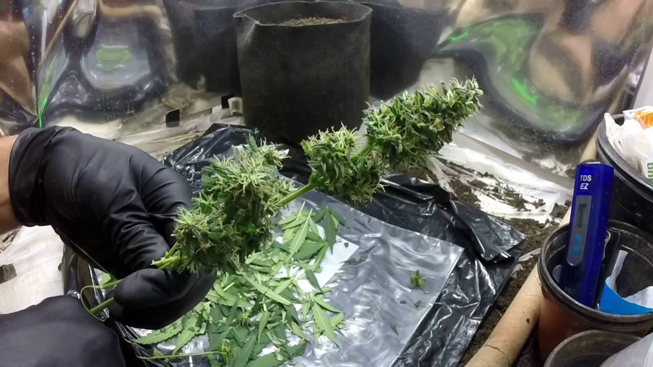 Harvesting Small Cannabis Autoflower - Dwarf Low Flyer from Crop King Seeds