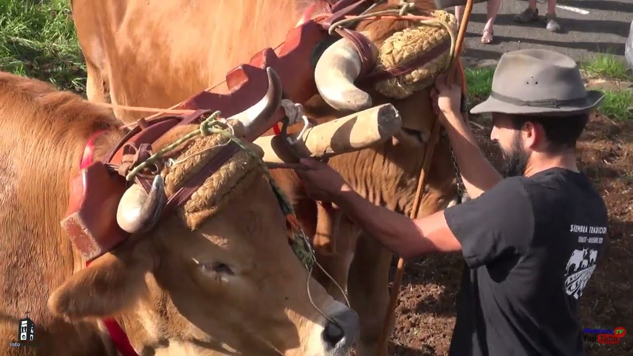 Siembra tradicional de trigo