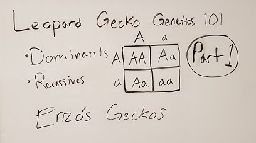 Leopard Gecko Genetics Part 1