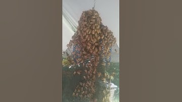 Pill bottle swarm lure hack catches swarm #9  (7/7/22) + #10 (7/9) + #11 (7/10) + #12 (7/11)