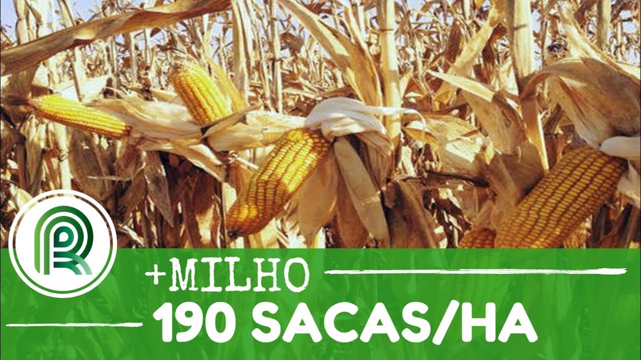 190 sacas: não há praga que pare esse produto