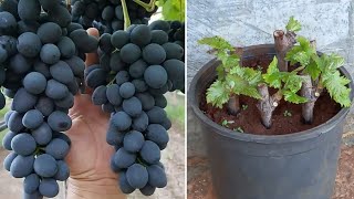 زراعة العنب 🍇 druedyrking