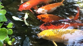 amazing koi fish