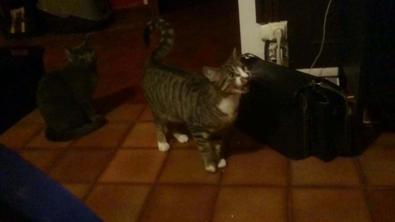 Arsène Le Chat Qui Ne Savait Pas Miauler