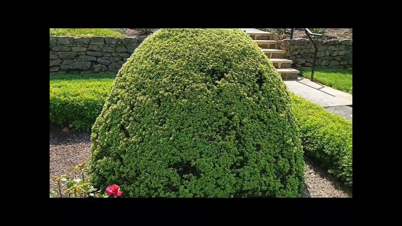 Deep Cut Garden In A Glance