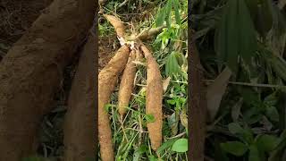Super fast cassava pulling power #trending #survival #bushcraft #shortvideo #satisfying #nature #far