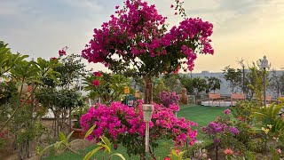 تشكيل وتقليم شجرة الجهنمية |  form and prune a bougainvillea tree