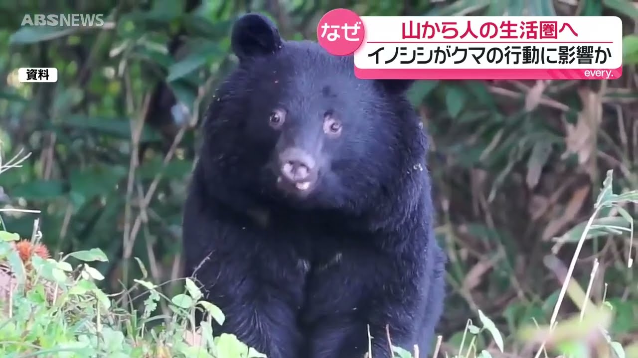 特集】マタギ感じるクマ変化「イノシシに追われて里へ」 - YouTube