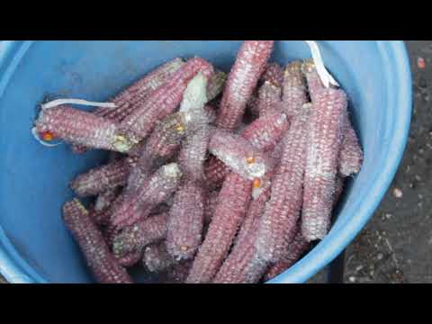 Video: Kukurūzas vālīšu izmantošana mulčai - kā mulčai izmantot kukurūzas vālītes