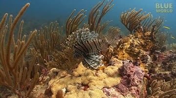 Invasive Species | JONATHAN BIRD