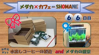 『水出しコーヒーお中元ギフト＆メダカさん』めだか×カフェ=SHOMANE 66日目