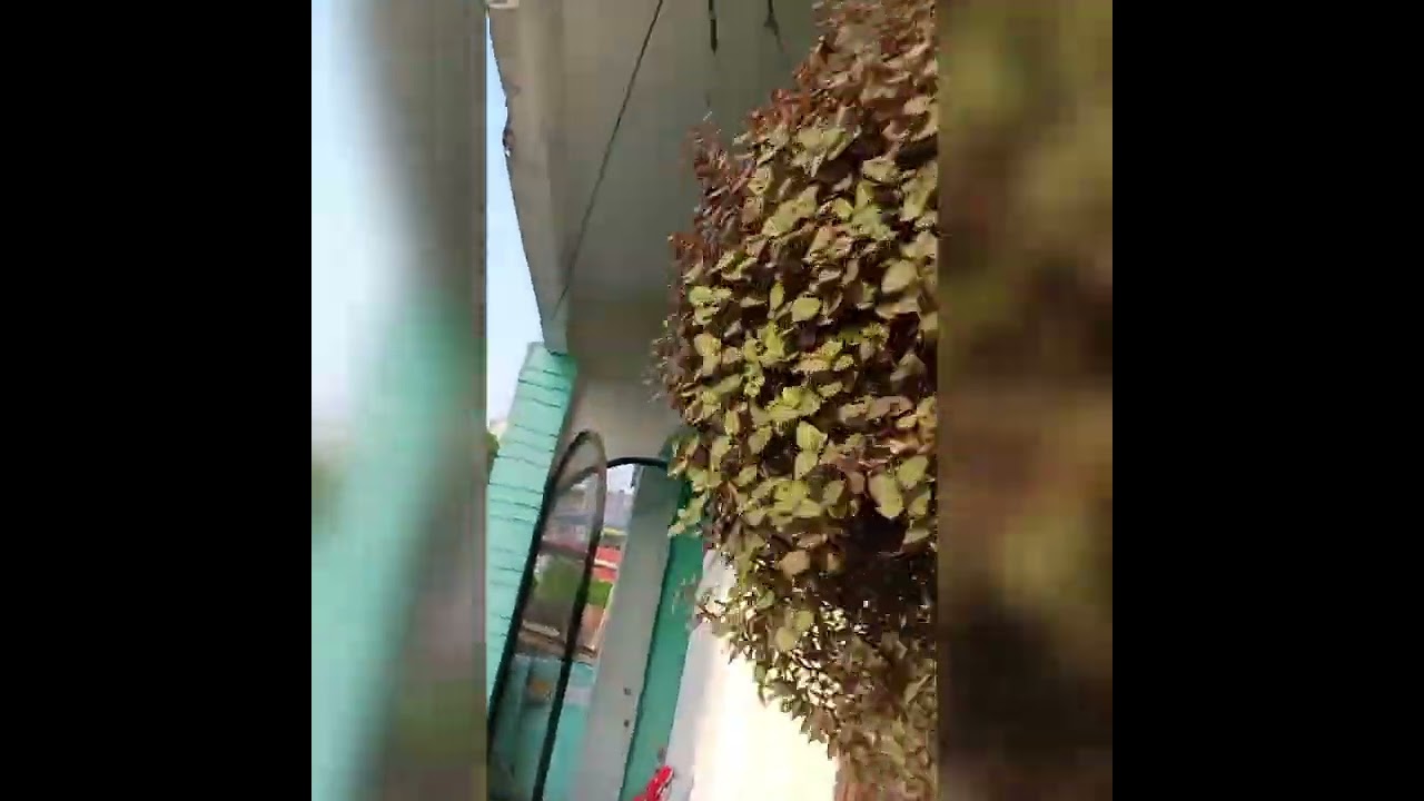 Beautiful Turtle vein / Hanging Ball/