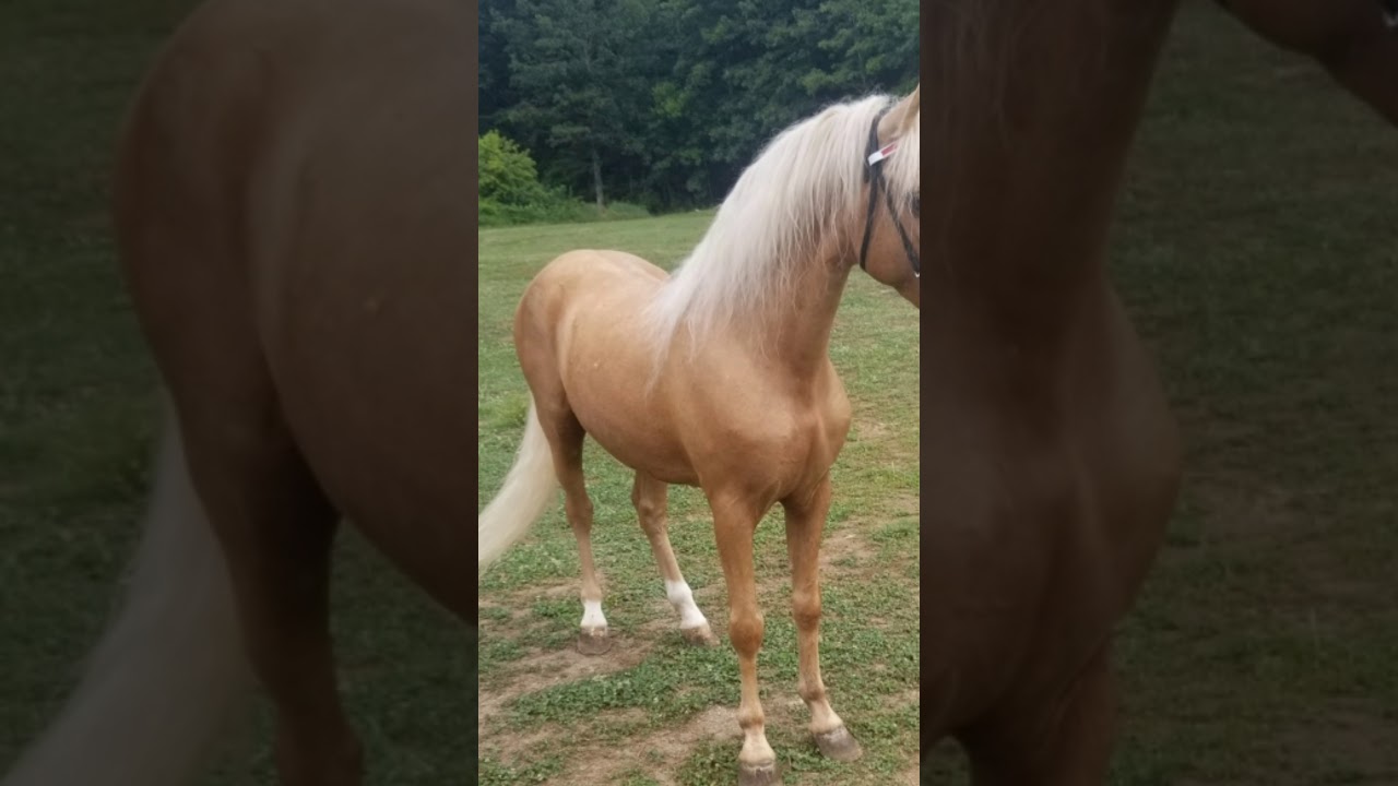 Palomino Trail Gelding For Sale. 14.3 YouTube