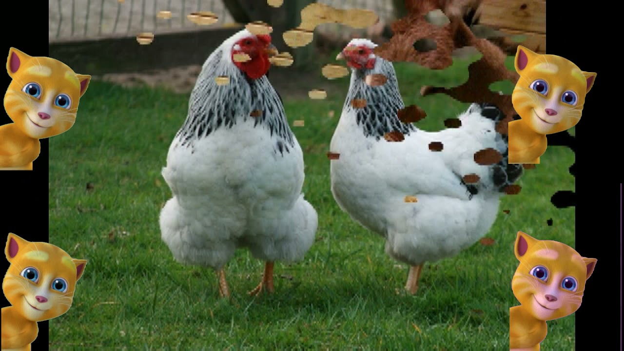Köpeğim Hav Hav Der Çocuk ŞarkısıEğitici Çocuk Şarkıları YouTube