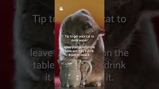 TRICK to Get Your CAT to DRINK WATER! 😺💧 #CatWater #SHORTS