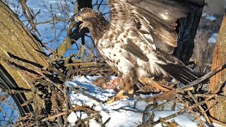 Is that subadult eagle from Decorah?
