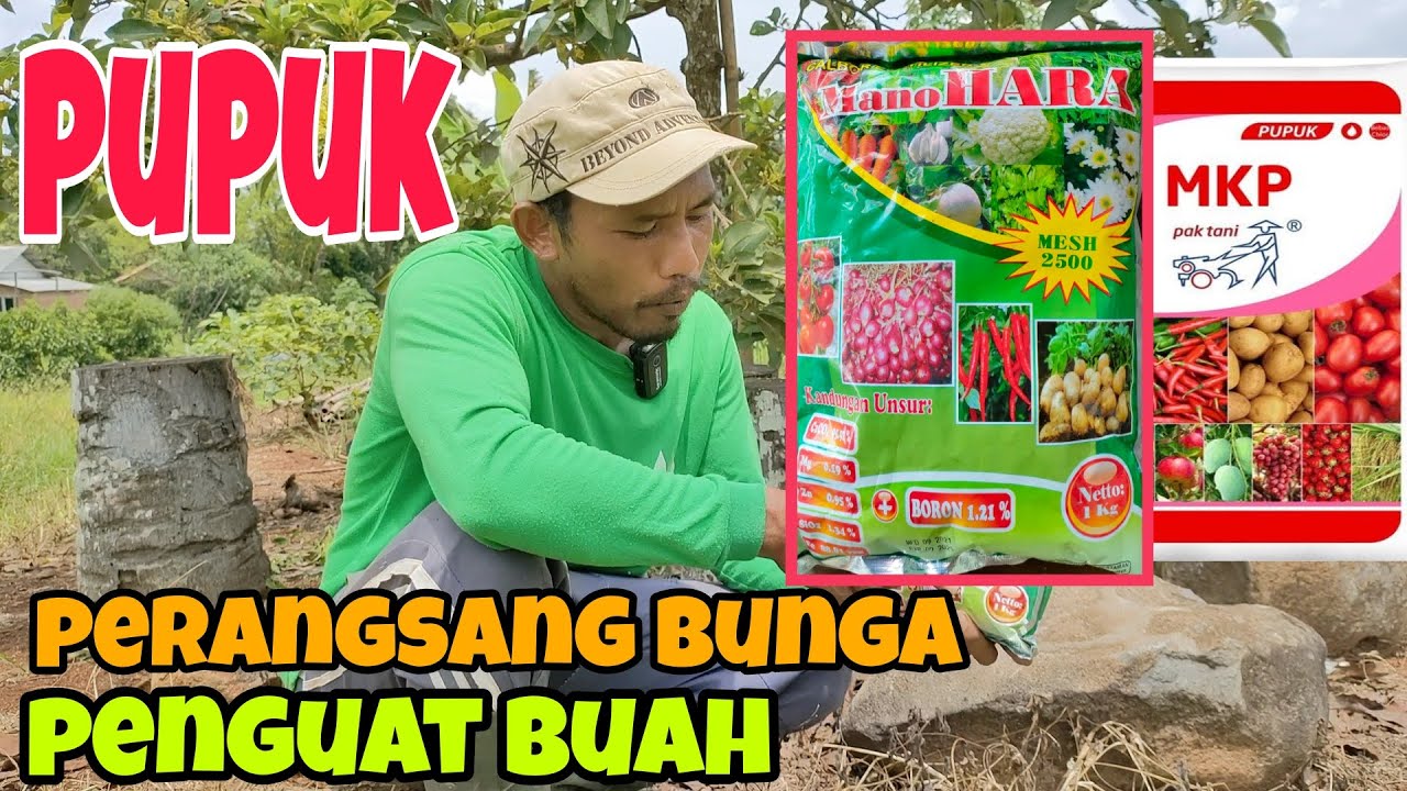 PUPUK PERANGSANG DAN PENGUAT BUNGA ALPUKAT AGAR TIDAK MUDAH RONTOK