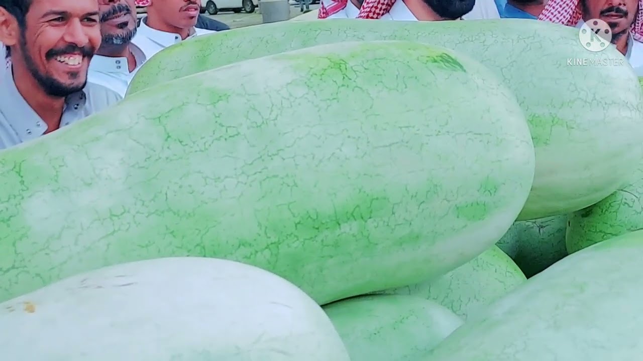 بريده/حراج البطيخ الكبير صباح السبت ٢٧/١٠/١٤٤٣ مدينة التمور