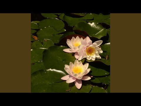 განმანათლებლობის ძიებაში აურის...