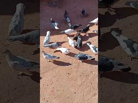 مع لعشية الواحد يتونس شوي حدا لحمايم 