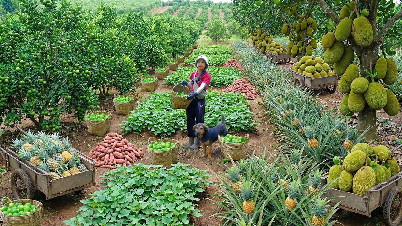Relax With Harvest: Seedless Lime, Sweet Potatoes, Pineapple, Red Jackfruit, Oranges, Hairy Ginseng