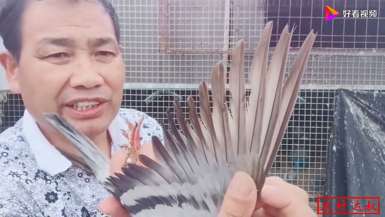 捡到一只腿部严重受伤的上海赛鸽，农村大叔这样处置不知是否恰当