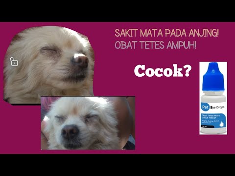 Video: Mata Bengkak Pada Anjing: Gejala, Penyebab, & Perawatannya